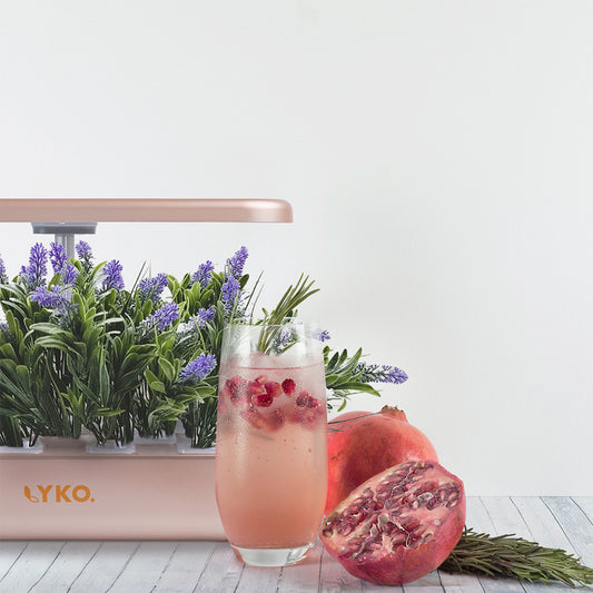 The Different Questions to Ask Yourself When Setting Up a Hydroponic Indoor Garden System