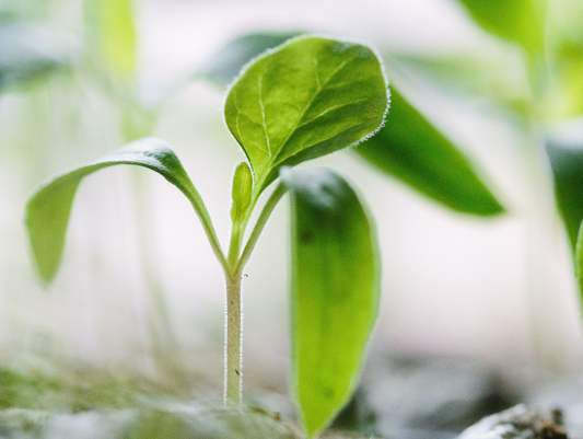 The Different Questions to Ask Yourself When Setting Up a Hydroponic