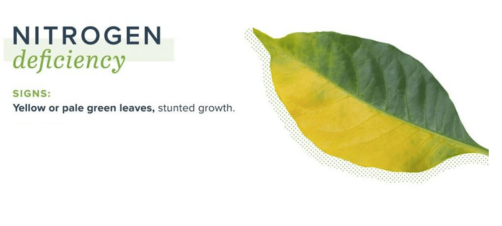 The science of plant food Part II