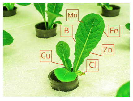 The science of plant food Part III